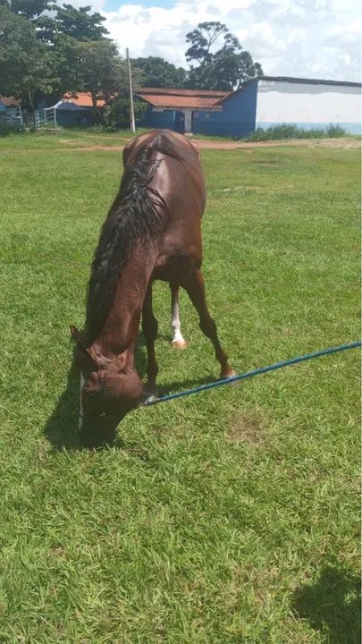 Puro sangue Inglês  - Foto 2