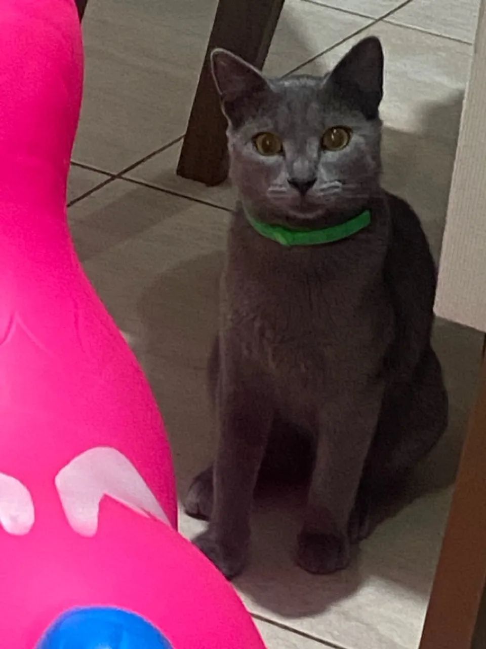 Gatinho cinza macho para adoção - Foto 4