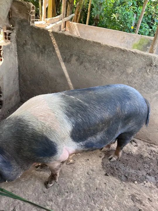 Porco Caipira - Foto 2