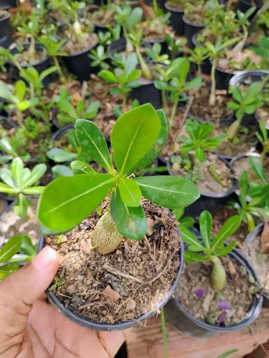 Muda de Rosas do deserto R$:5,00un - Foto 3