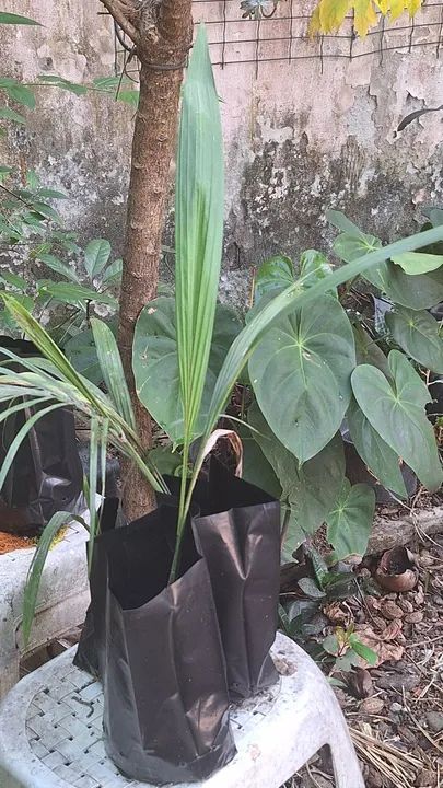 Mudas de Palmeira Imperial 