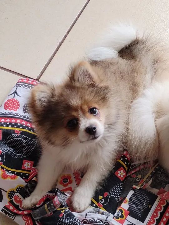 Spitz Alemão  macho  - Foto 2