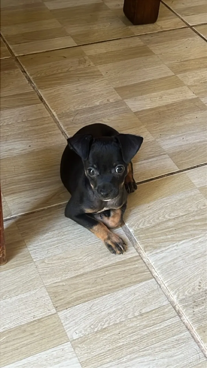 Pinscher macho 