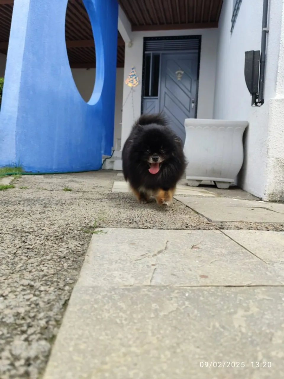 Adulta Lulu da Pomerânia anão fêmea