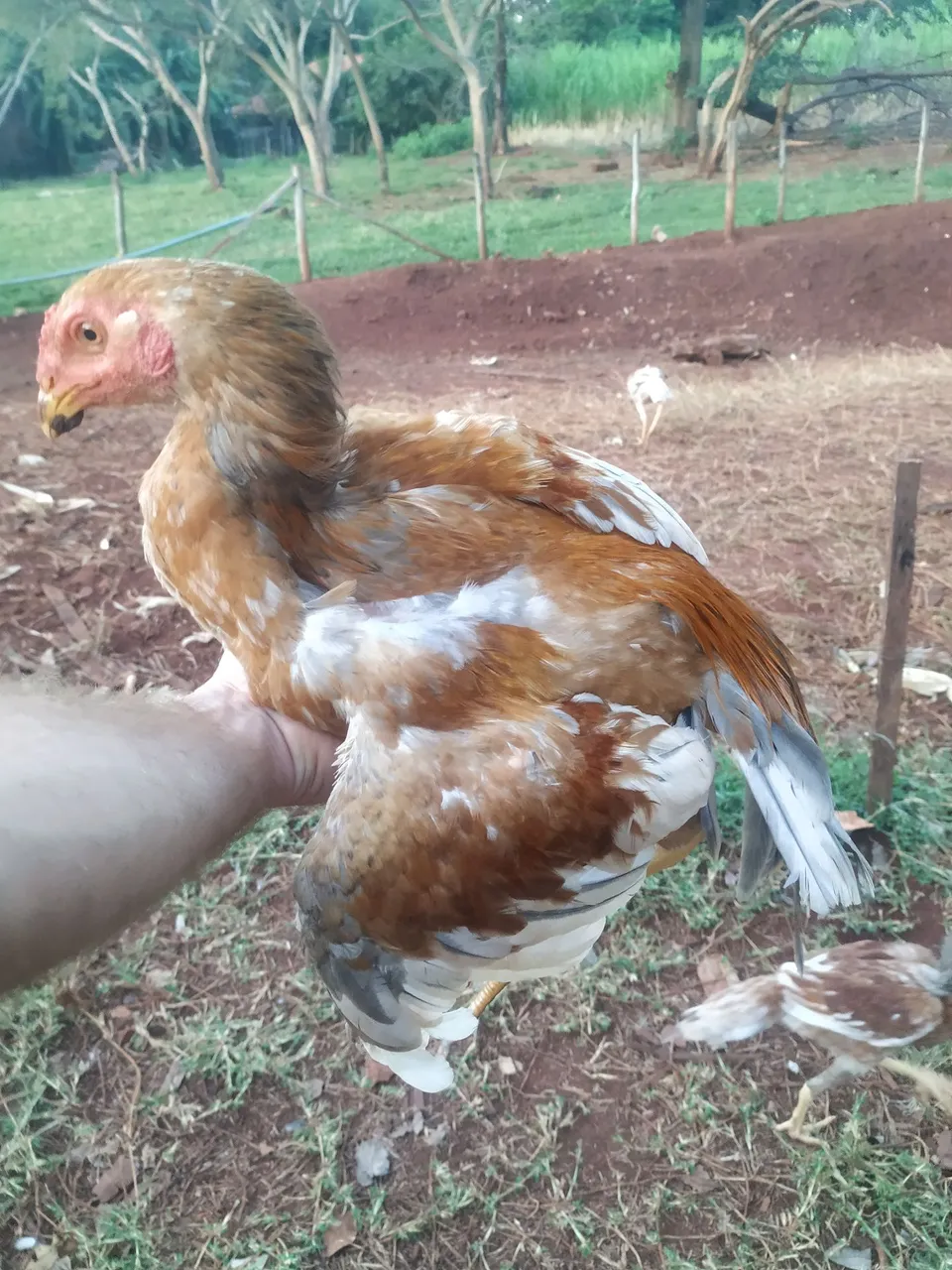 Frango e frango índio
