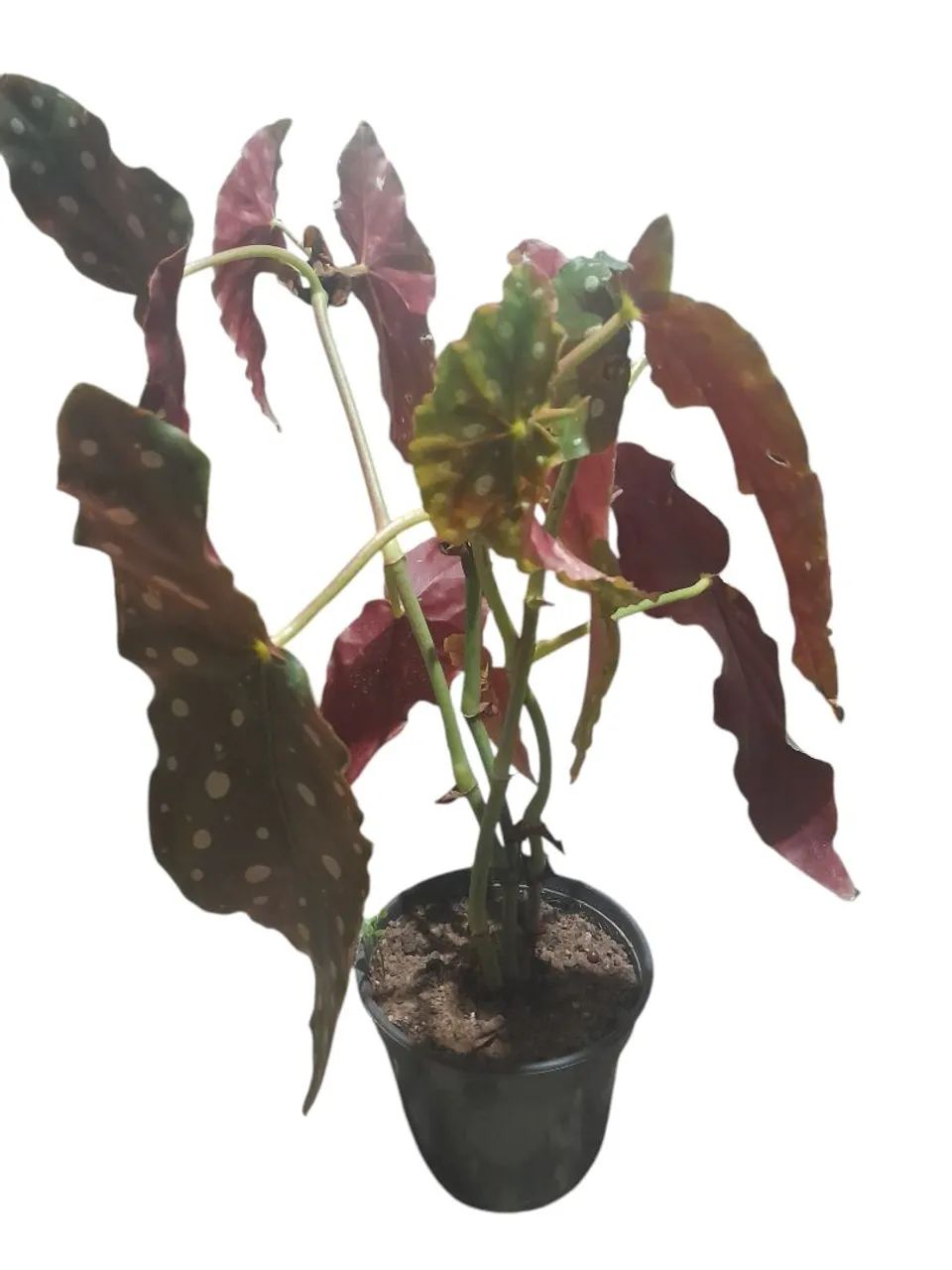 Sua próxima planta favorita está aqui... Quer descobrir qual?  - Foto 5