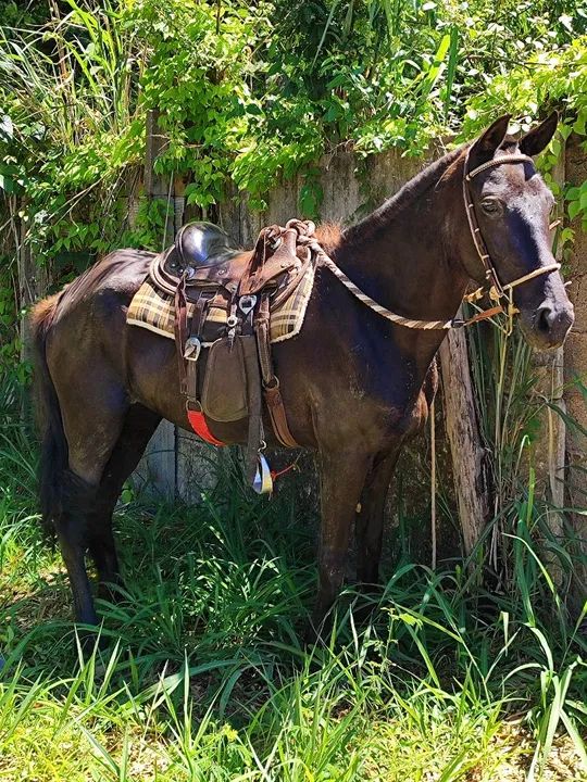 Egua Mangalarga Marchador marcha batida