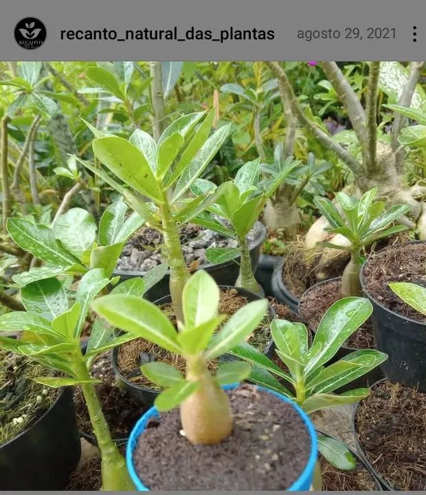 Muda de Rosas do deserto R$:5,00un - Foto 6