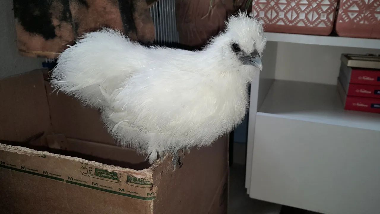 Frango sedoso do Japão 