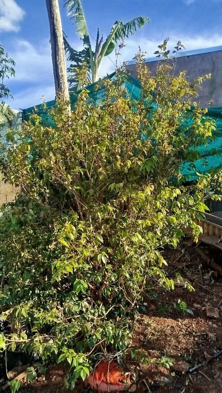 Muda de jabuticaba híbrida  - Foto 3