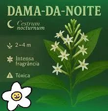 Dama da noite  - Foto 4