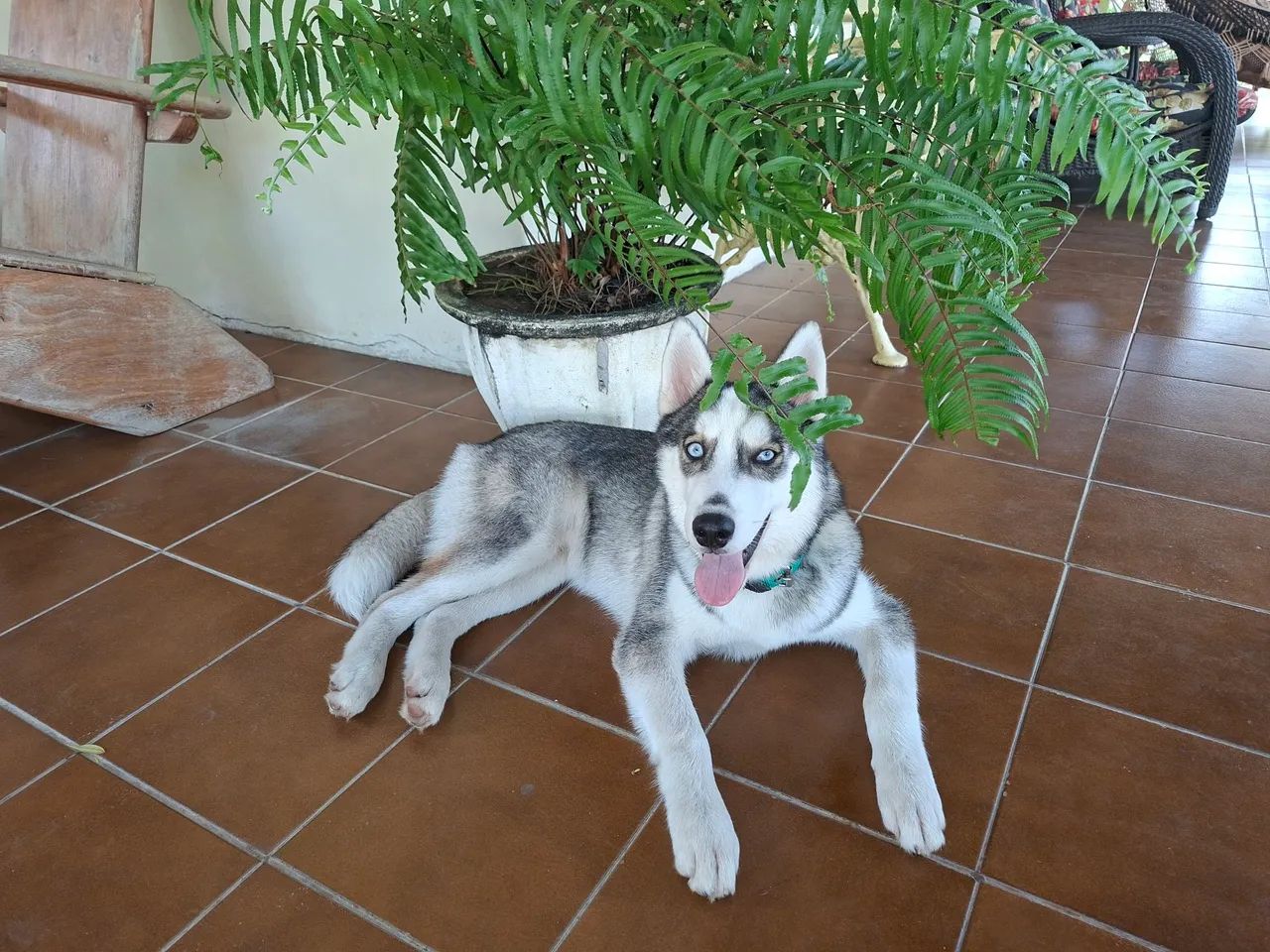 Husky Siberiano  - Foto 2