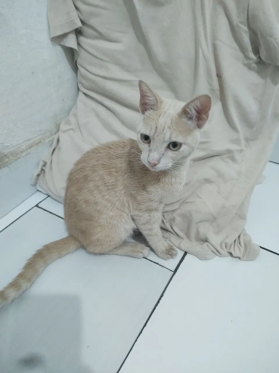 Filhote de Gato Laranja, PRA ADOÇÃO  - Foto 3