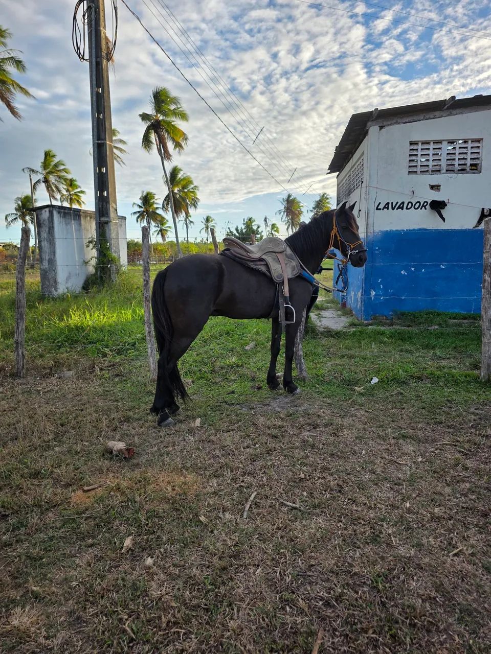 PIQUIRA PRETO A VENDA - Foto 4