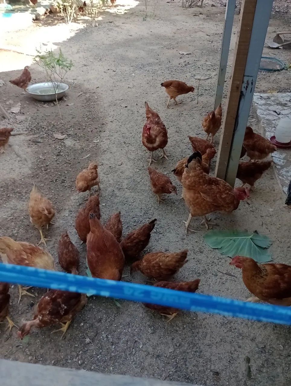 Galinha rodes - Foto 5