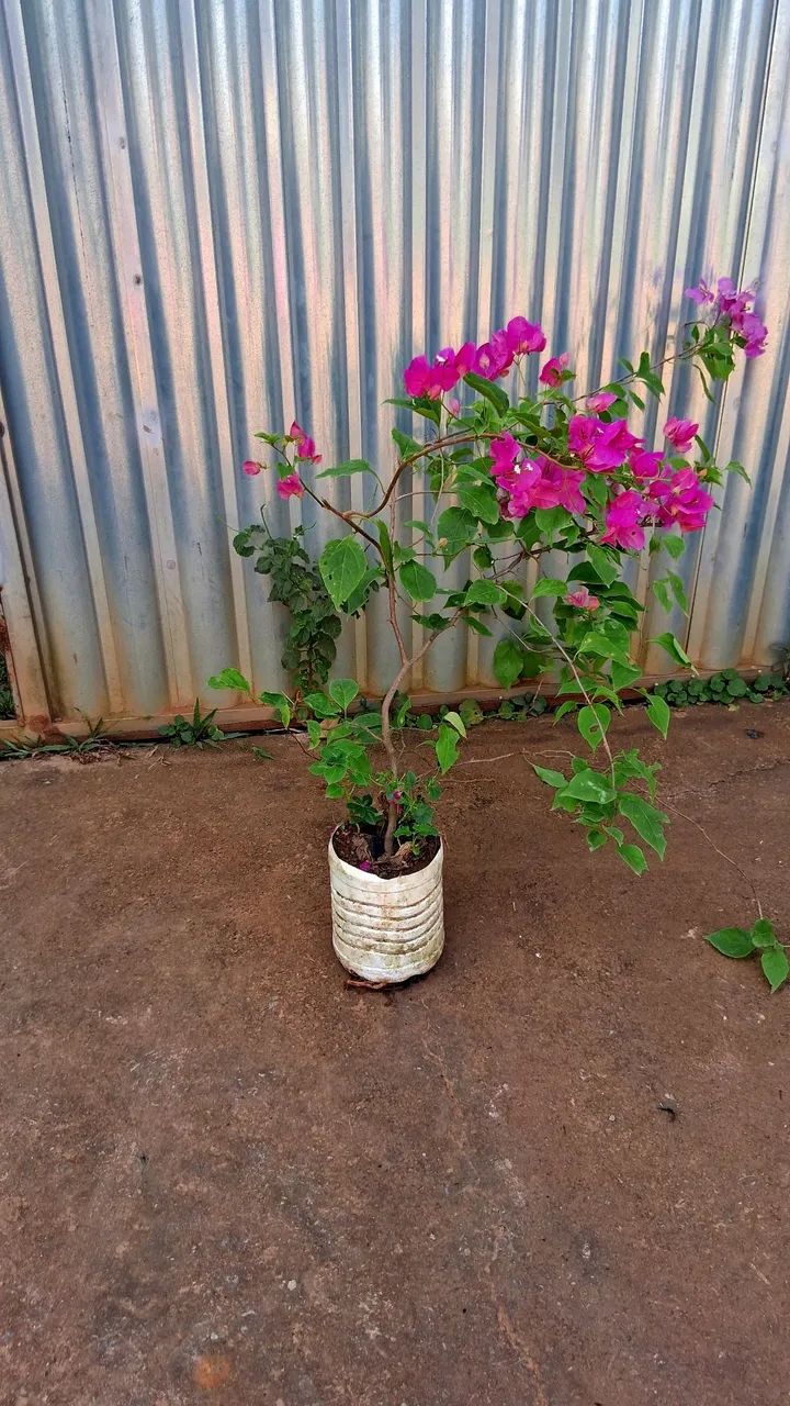 Primavera cor de rosa 