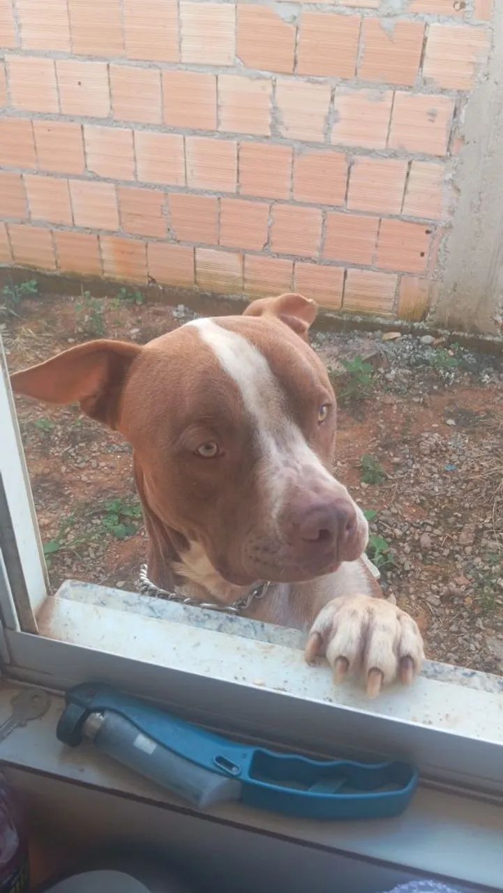 Pit bull macho 