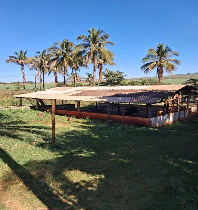 Sitio a venda sp Regiao Ribeirao Preto Sales de Oliveira montado 4.3 ha   - Foto 6