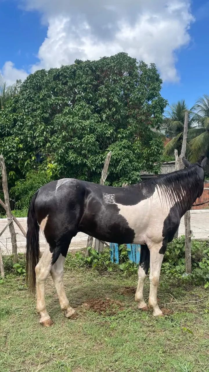 Cavalo mangalarga 