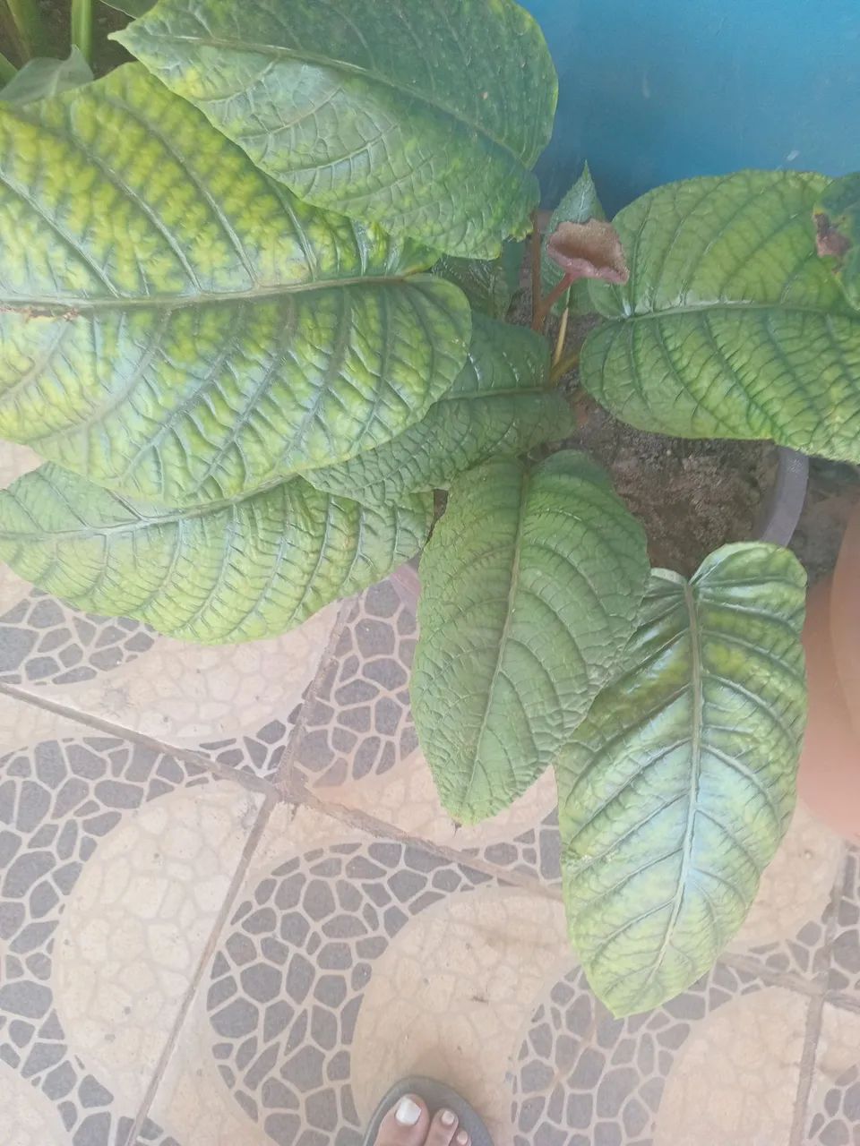 Plantas  - Foto 5