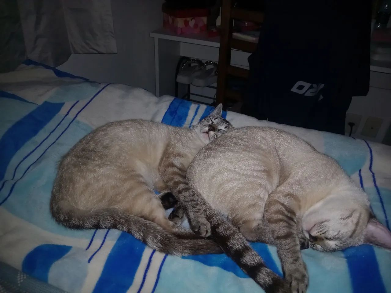 Doa-se gatas