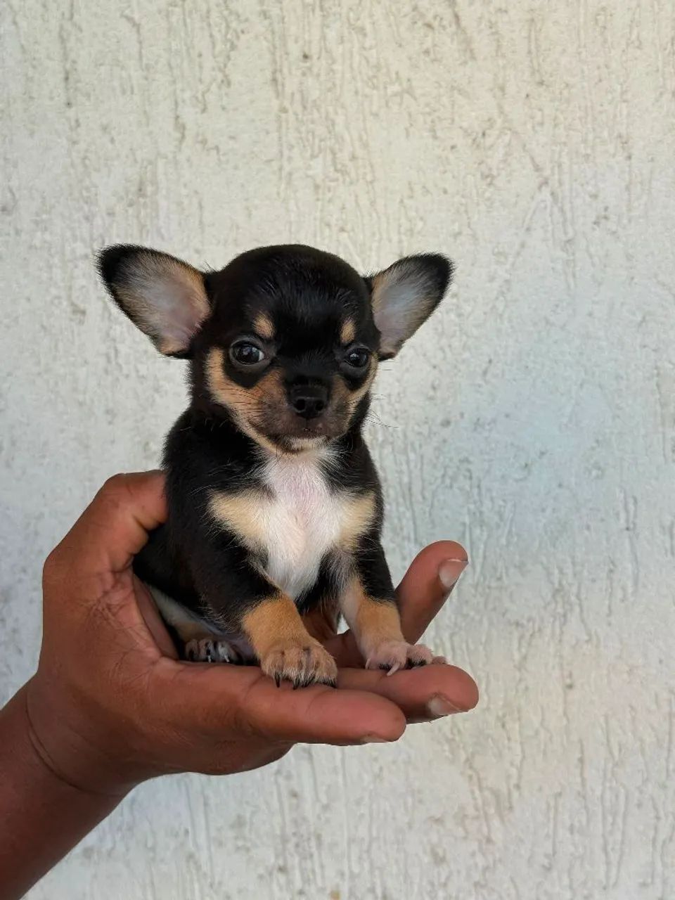 Vendo Chihuahua macho - Foto 5