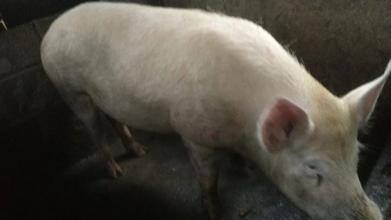 Vende-se porco landrace