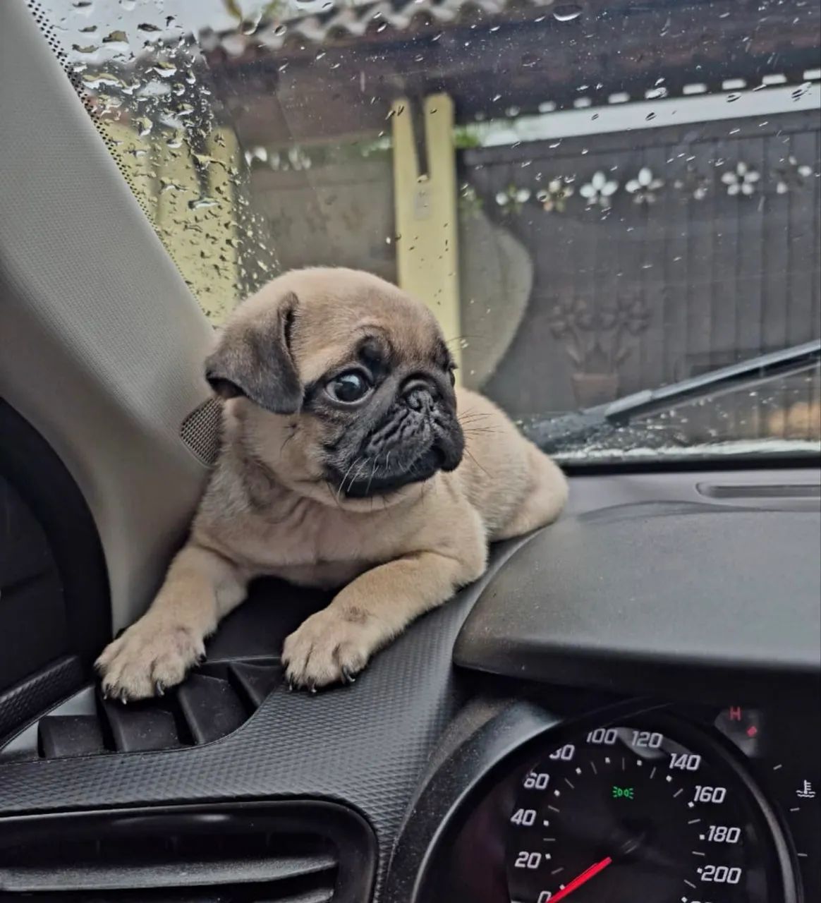 Filhote Pug  - Foto 4
