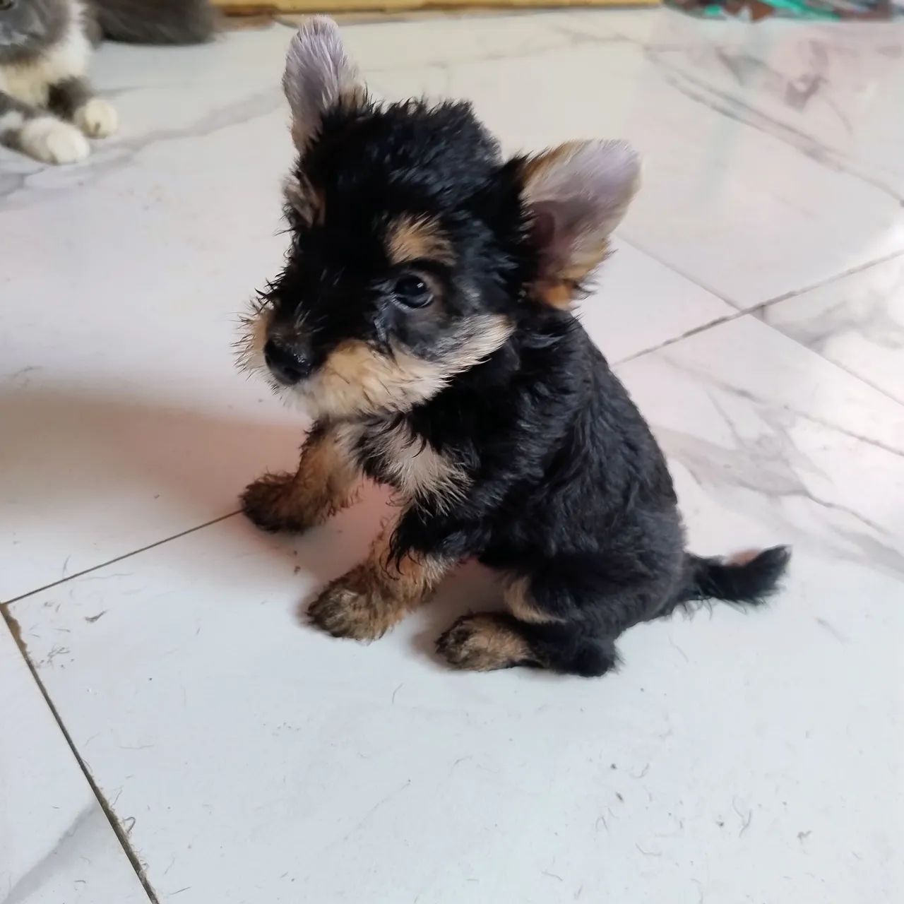 Yorkshire Terrier - Foto 3