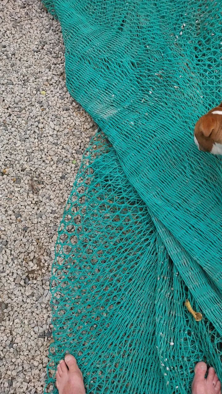Rede nova