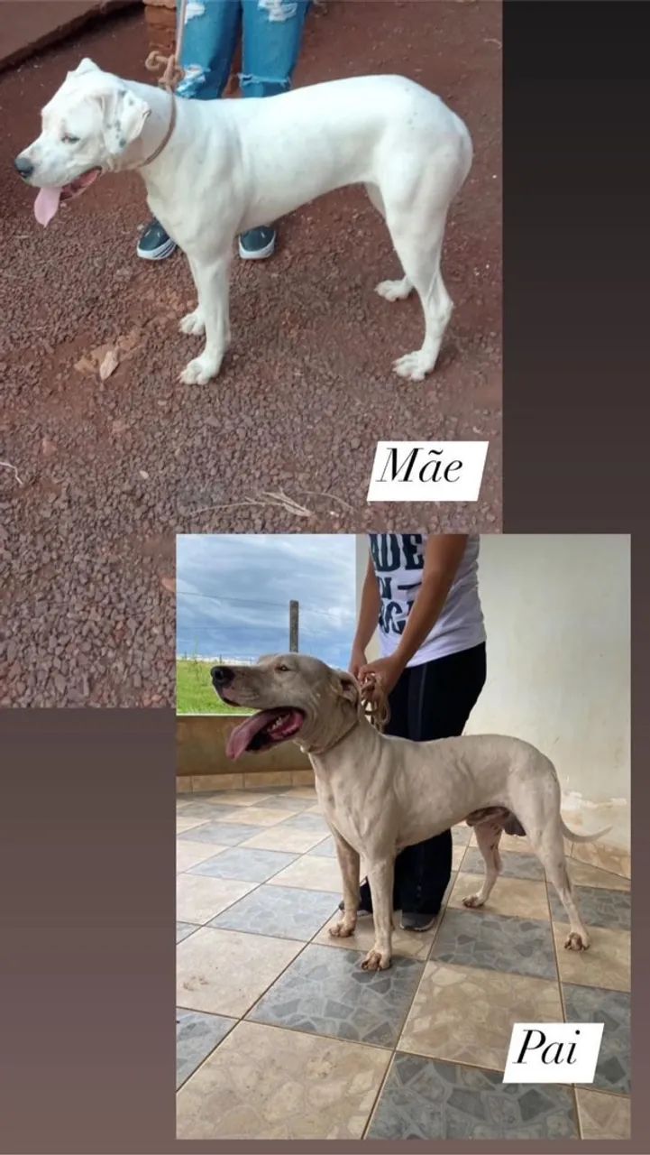 Dog argentino  - Foto 2