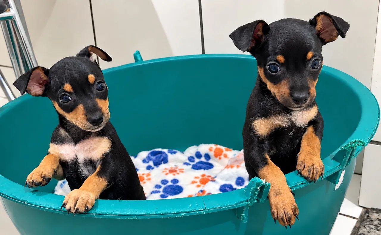 Pinscher  - Foto 3