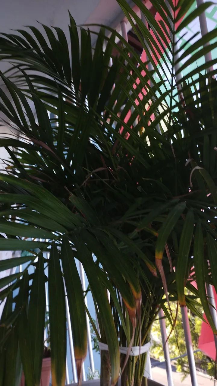 Plantas