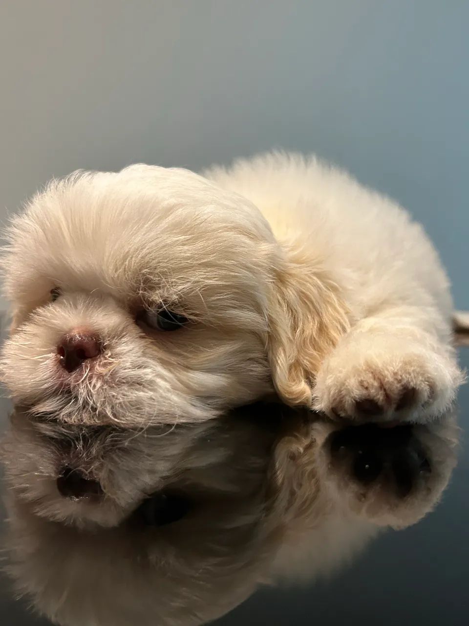 Cachorro shitzu macho 