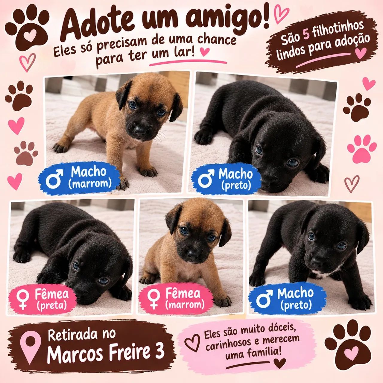 Cachorrinhos para doação 