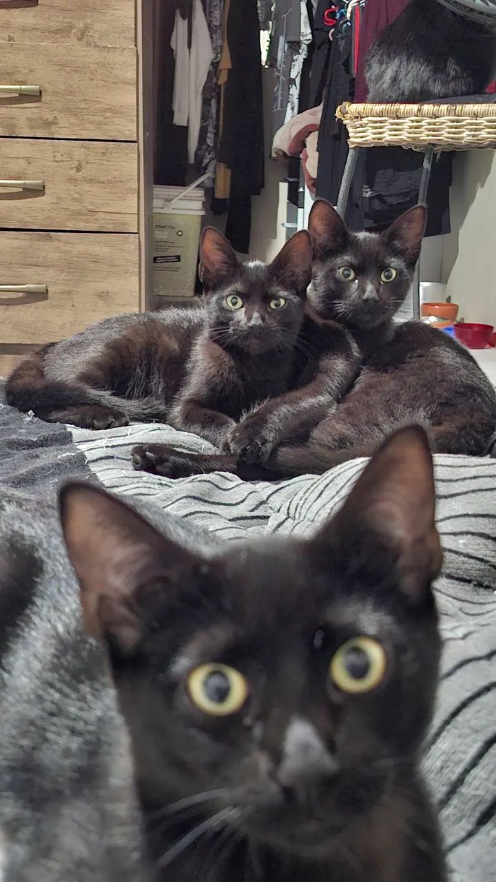 ADOÇÃO RESPONSÁVEL GATOS - Foto 2