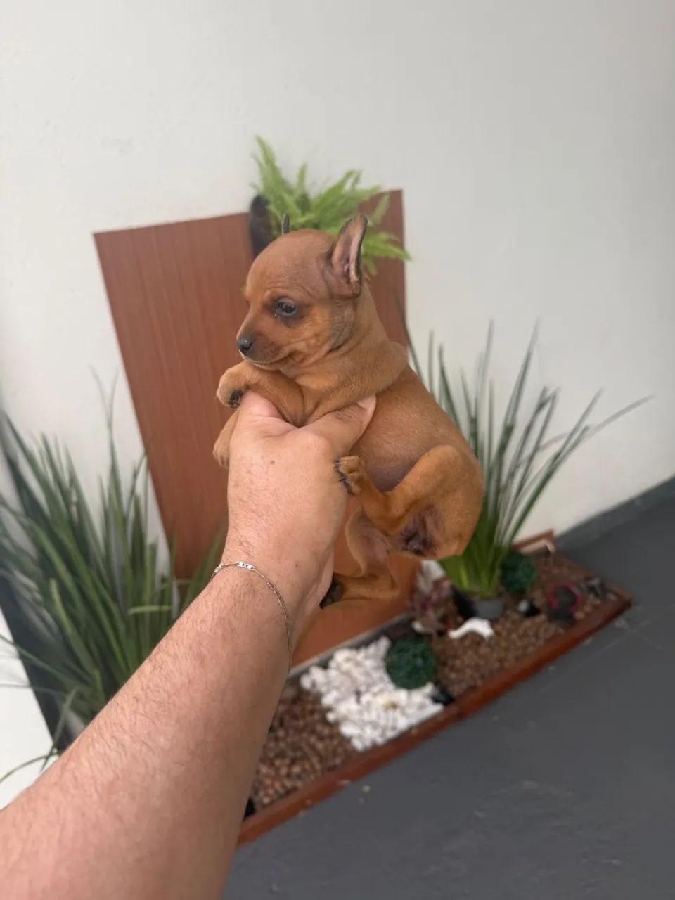 Pinscher fêmea  zero - Foto 3