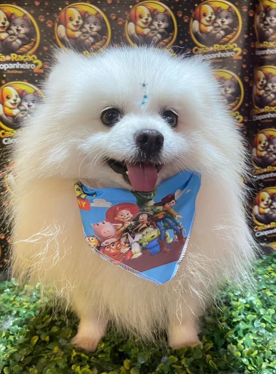Spitiz macho