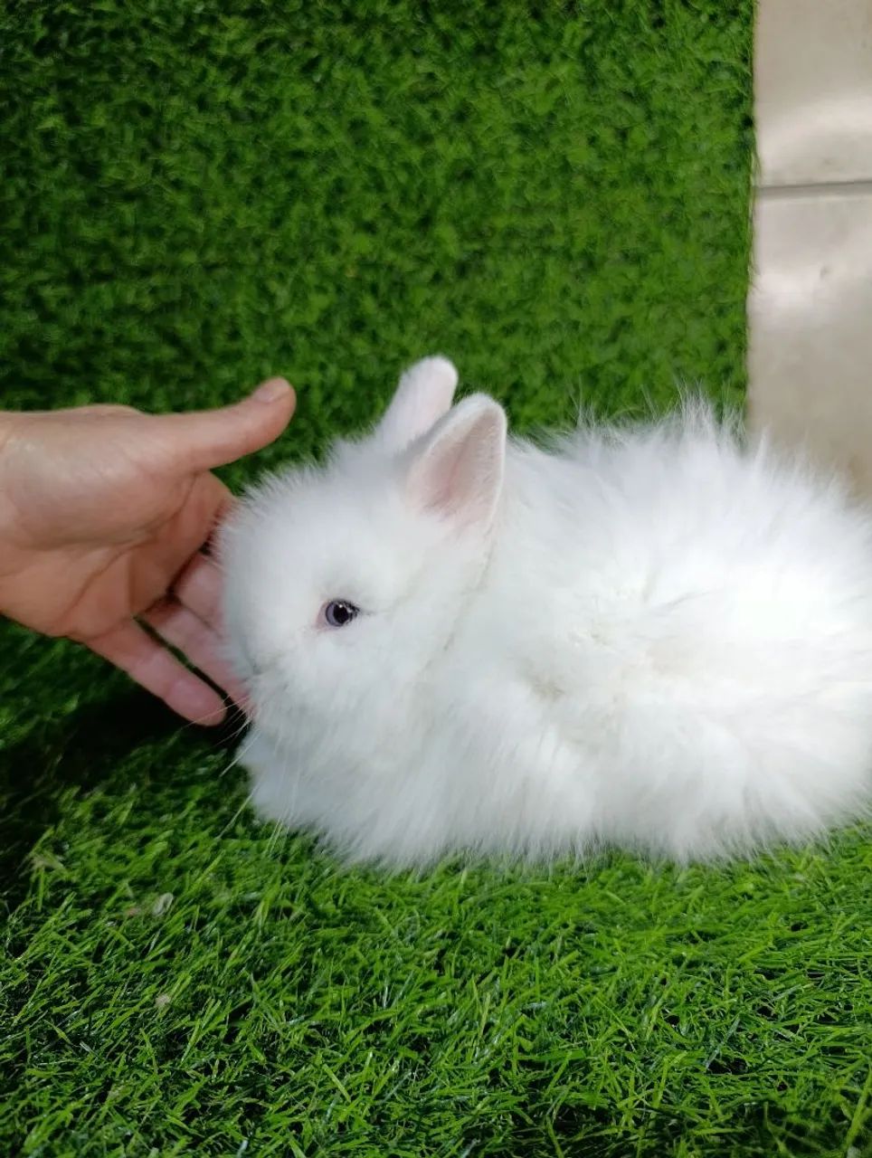 Mini Coelhos - Foto 2