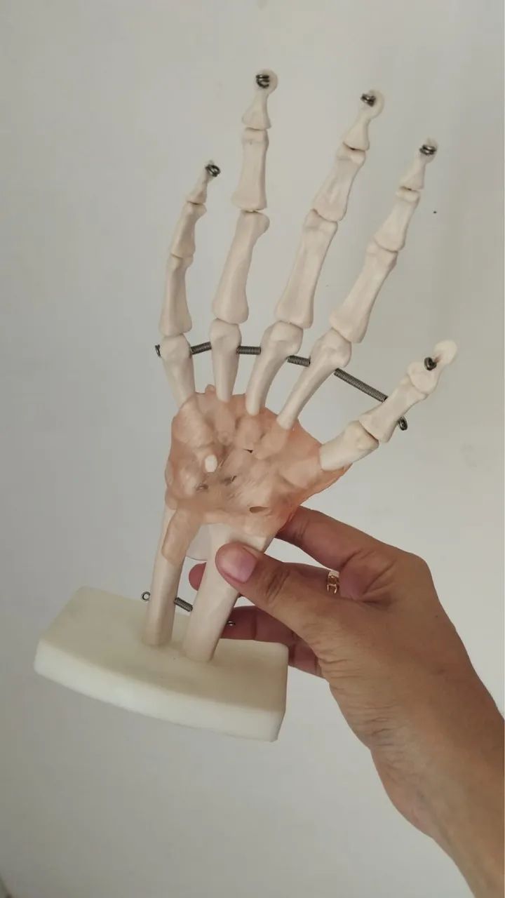 Modelos anatômicos - Foto 2