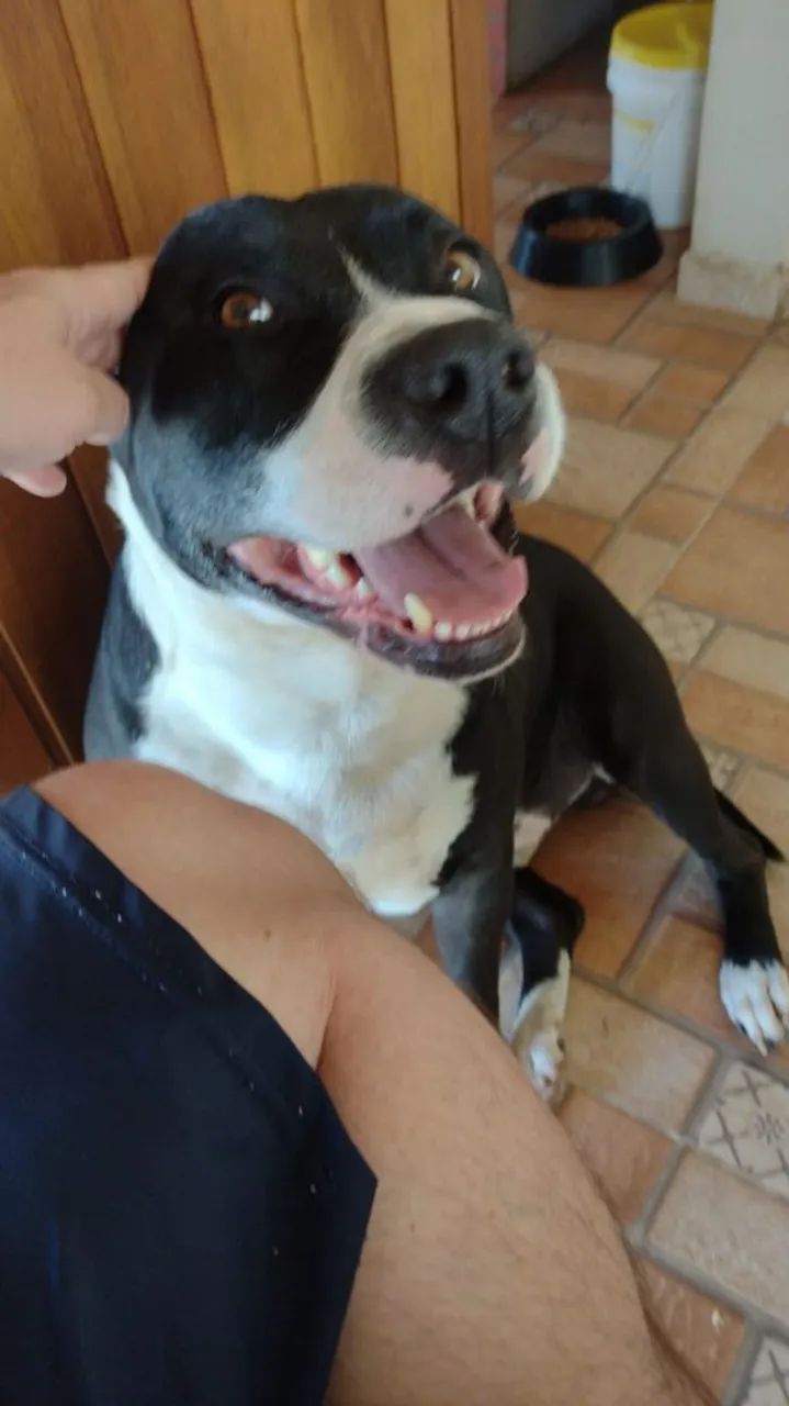 Doação cachorro Pit Bull  - Foto 2