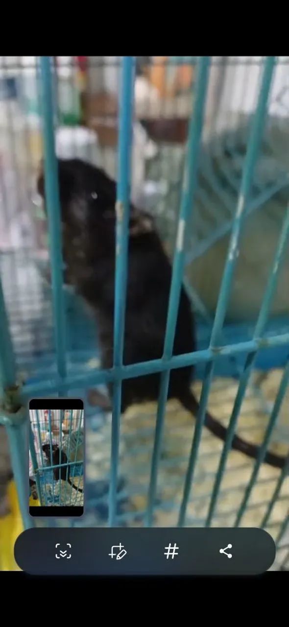 Vende ratinho de laboratorio 300