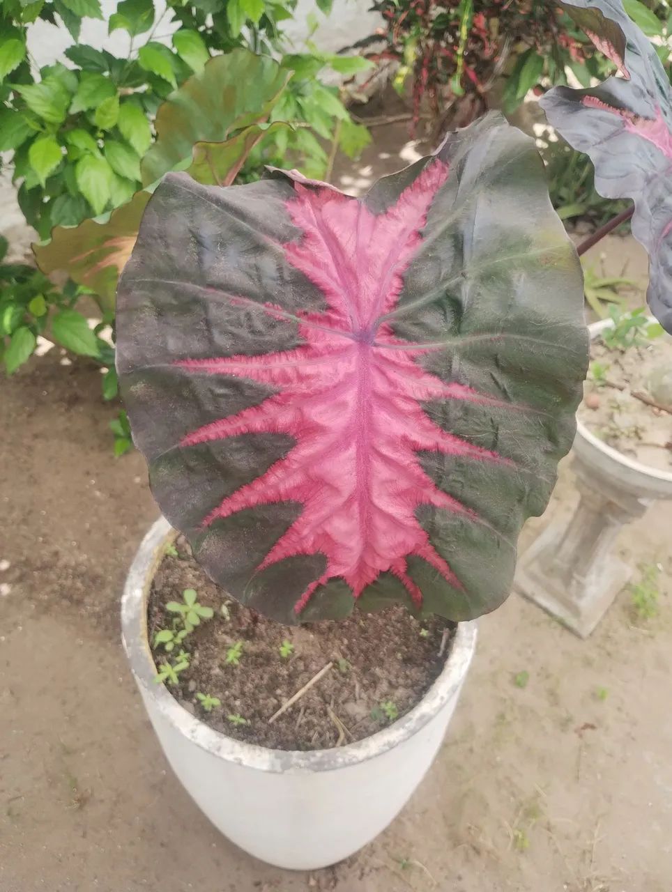 Colocasia Redemption  - Foto 2