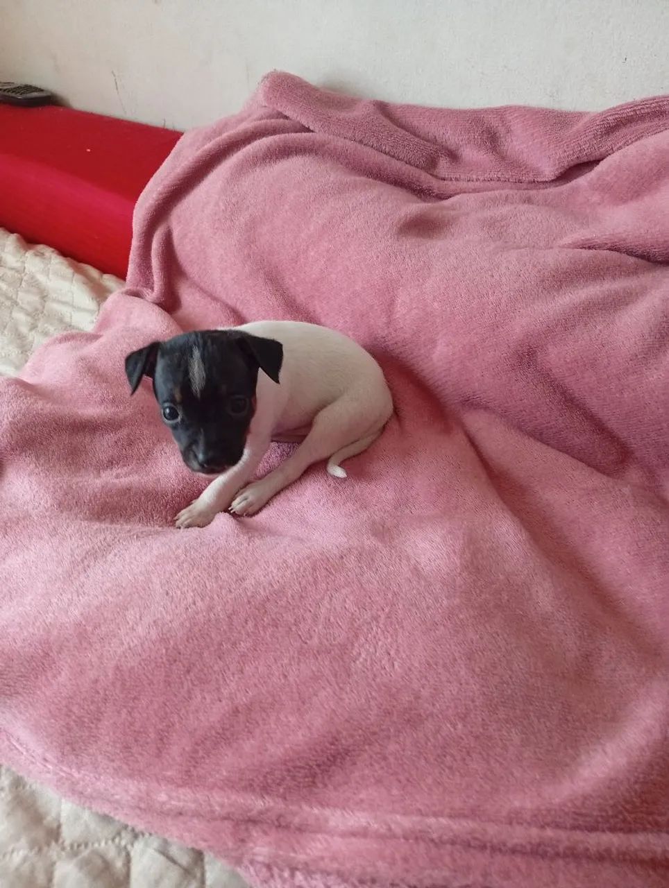Pinscher  - Foto 2