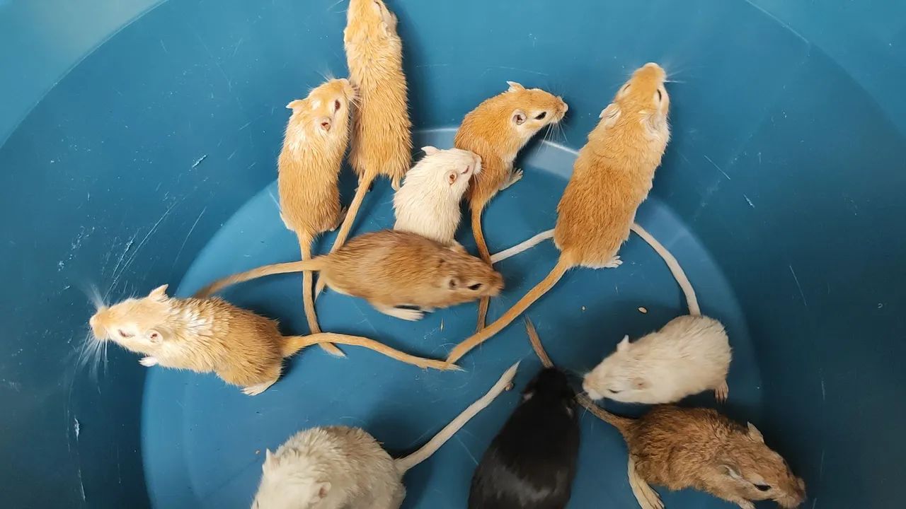 Gerbil65579533497218124