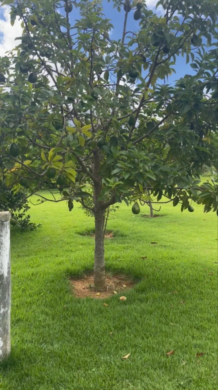 Vendo linda chácara em Muribeca  - Foto 3