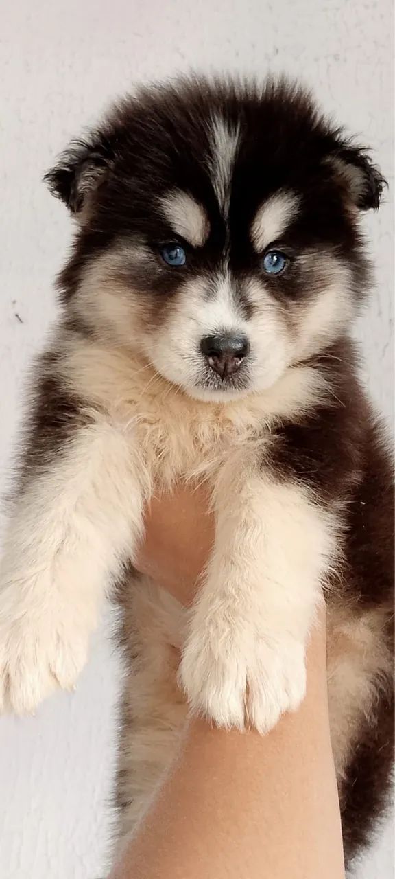 Husky siberiano com 60 dias vermigada e vacinado 