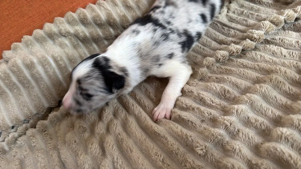 Filhotes de Border Collie  - Foto 2