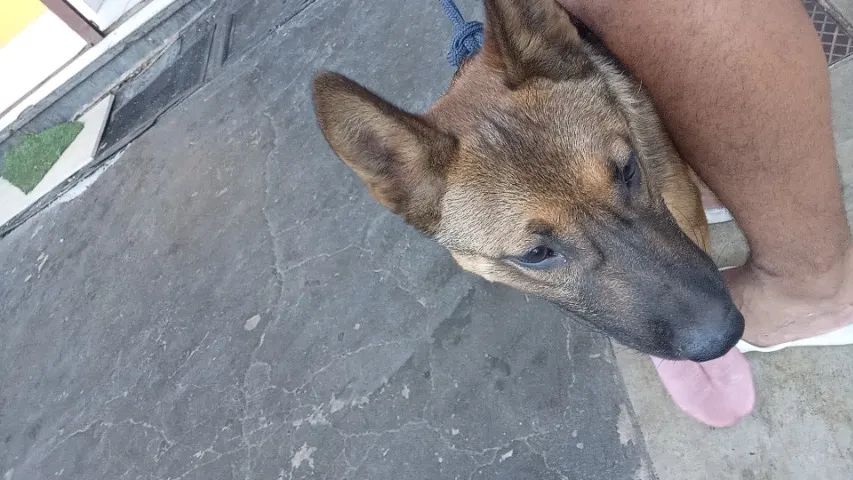 Cachorro  - Foto 2