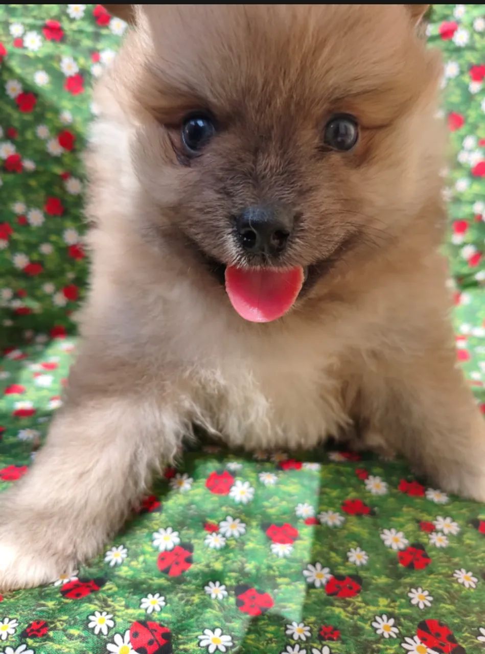 Lulu da Pomerania (Spitz Alemão) Machos - Foto 2